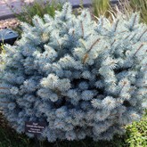 St. Mary's Blue Spruce